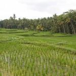 bali_rice_terrece